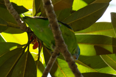 Cyclopsitta diophthalma