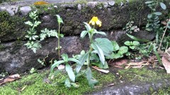 Sphagneticola calendulacea