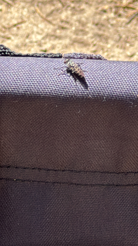 iNaturalist observation photo of Robber Flies