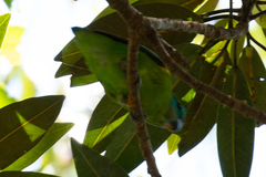 Cyclopsitta diophthalma