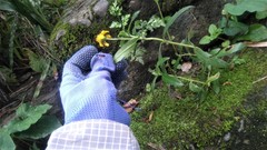 Sphagneticola calendulacea