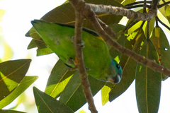 Cyclopsitta diophthalma