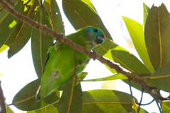 Cyclopsitta diophthalma