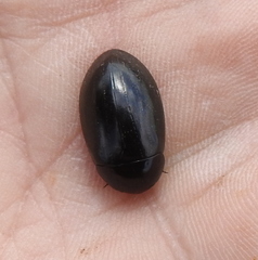 Hydrochara caraboides