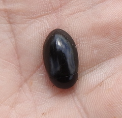 Hydrochara caraboides