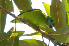 Cyclopsitta diophthalma