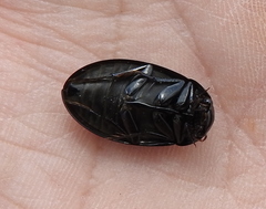 Hydrochara caraboides