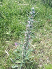 Echium glomeratum