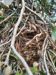 Pseudocheirus peregrinus