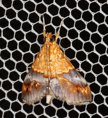 Tetracona amathealis