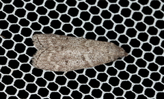 Heteromicta pachytera