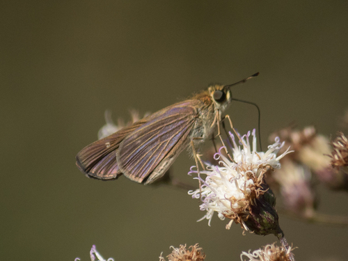 Purple-washed Skipper