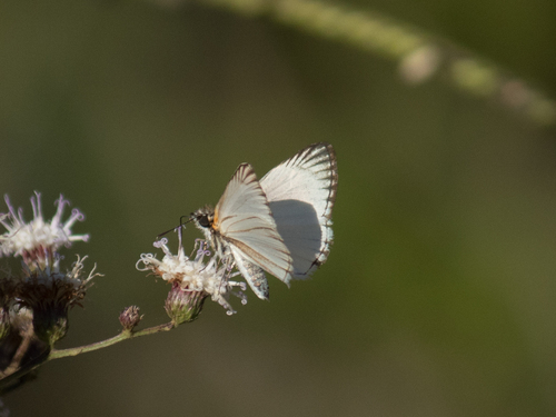 Veined White-Skipper