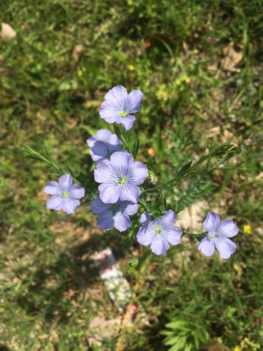 common flax