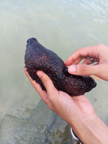 Black Sea Cucumber