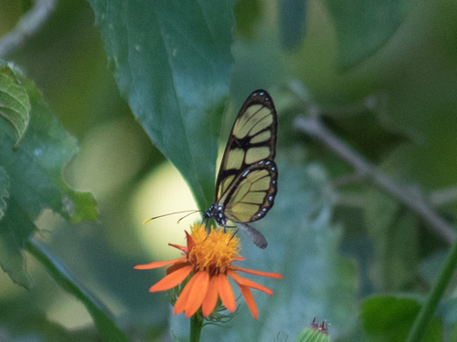 Dero Clearwing