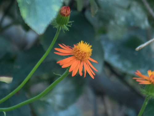 Pseudogynoxys benthamii