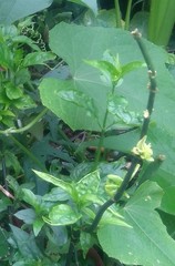 Clinacanthus nutans
