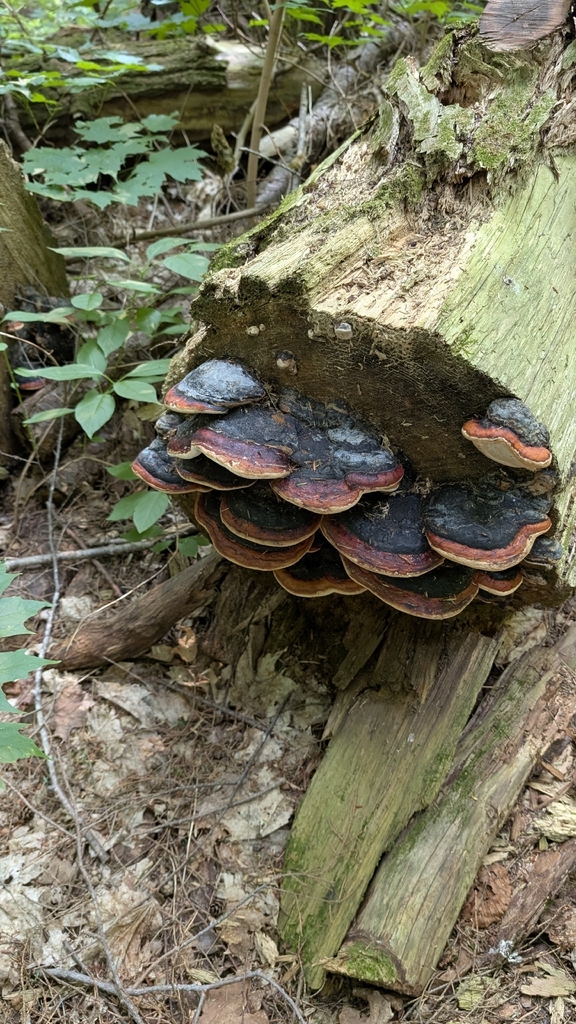 Northern Red Belt · July 2026 · photo: Photo: no rights reserved · iNaturalist