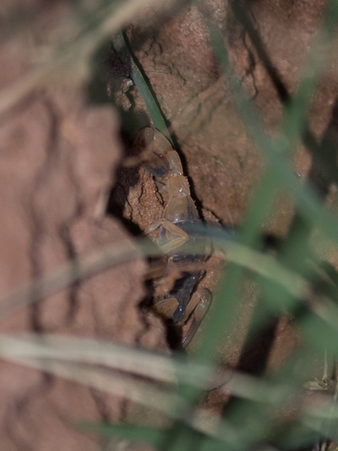 Brazilian Yellow Scorpion