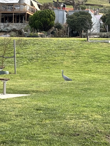 White-faced Heron