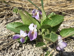 Viola ambigua