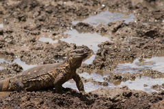 Varanus albigularis