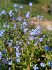 Myosotis