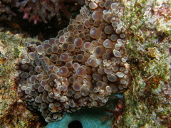 Carminodoris armata