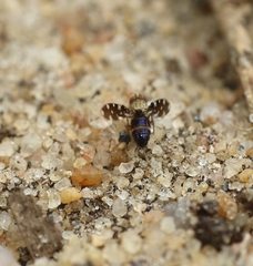 Actocetor indicus