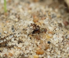 Actocetor indicus