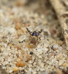 Actocetor indicus