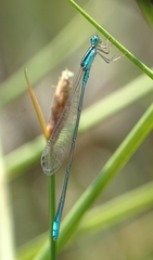 Aciagrion occidentale