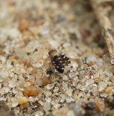 Actocetor indicus