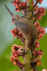 Myzomela