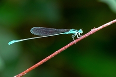 Aciagrion occidentale