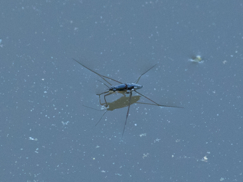 Striped Pond Skaters
