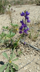 Lupinus odoratus
