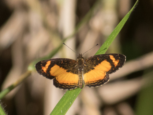 Telenassa teletusa