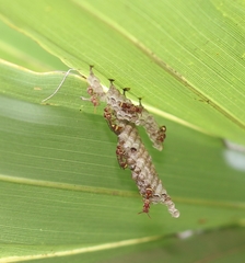 Ropalidia variegata