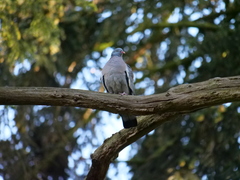 Columba palumbus