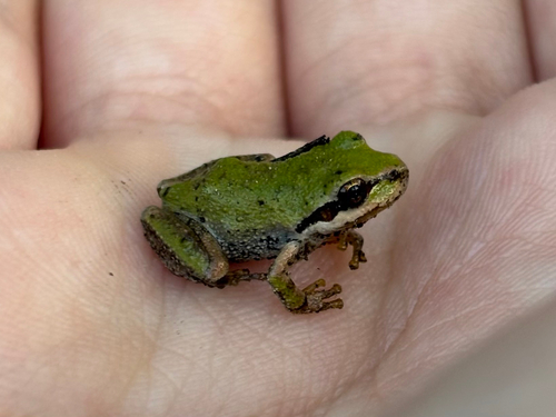 iNaturalist observation photo of Pacific chorus frog