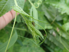 Paridea