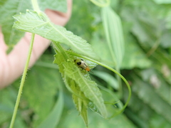 Paridea