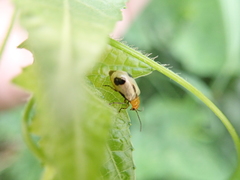 Paridea
