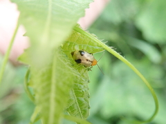 Paridea