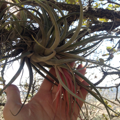 Tillandsia macdougallii