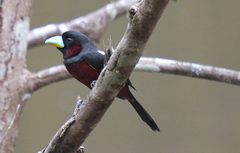 Cymbirhynchus macrorhynchos