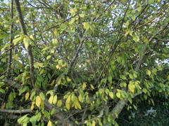 Malus floribunda