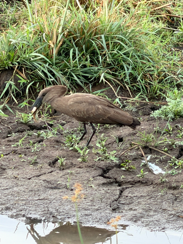 iNaturalist image